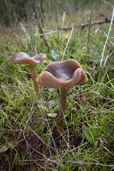 Entoloma sericeum