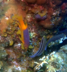 Bodianus rufus