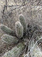 Echinocereus engelmannii fasciculatus