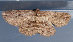 Cleora repetita