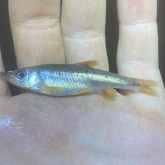 Notropis chiliticus