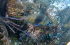 Hypoplectrus puella