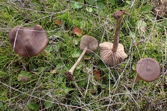 Entoloma sericeum