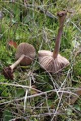 Entoloma sericeum