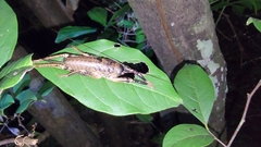 Nesoecia nigrispina