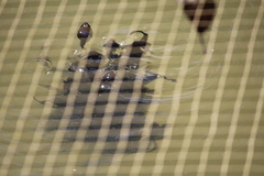 Clinotarsus curtipes