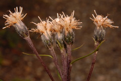 Saussurea angustifolia