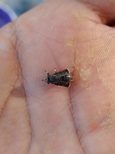 Lepiselaga crassipes (Lepiselaga crassipes)