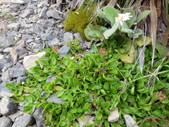 Brachyscome sinclairii