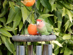 Agapornis roseicollis