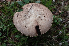 Agaricus