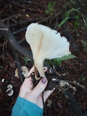 Leucopaxillus gentianeus