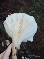 Leucopaxillus gentianeus