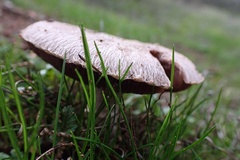 Agaricus