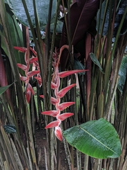 Heliconia vellerigera image