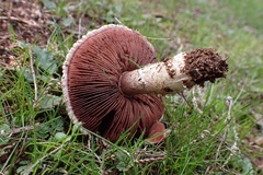 Agaricus