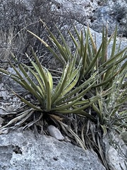 Agave lechuguilla