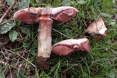 Agaricus