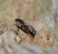 Myopsocidae
