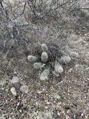 Echinocereus engelmannii fasciculatus