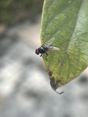 Hydrotaea chalcogaster