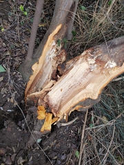 Cercocarpus traskiae