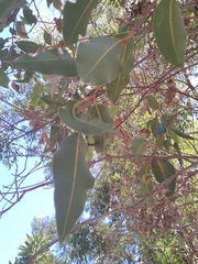 Corymbia ficifolia