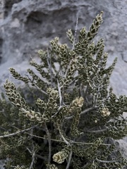 Mortonia scabrella