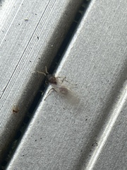 Tetramorium bicarinatum