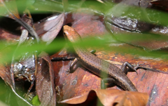 Lampropholis similis