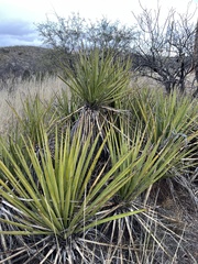 Yucca baccata brevifolia