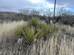 Yucca baccata brevifolia