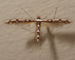 Cosmoclostis aglaodesma