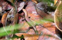 Lampropholis similis