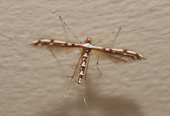 Cosmoclostis aglaodesma