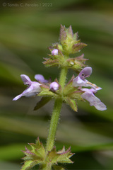 Stachys gilliesii