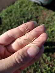 Eragrostis tenuifolia