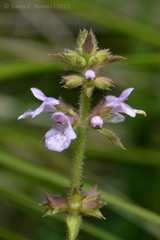 Stachys gilliesii