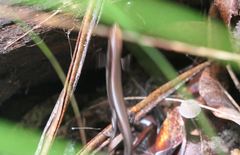Lampropholis similis