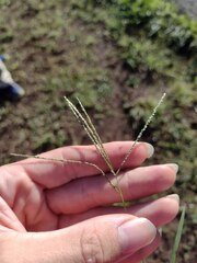 Digitaria violascens