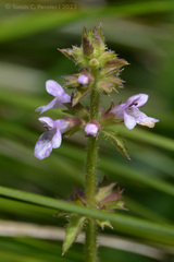 Stachys gilliesii