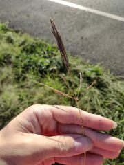 Bothriochloa bladhii