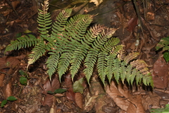 Dryopteris cochleata