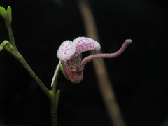 Scaphosepalum lima