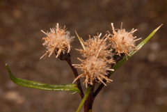 Saussurea angustifolia