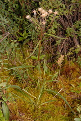 Saussurea angustifolia