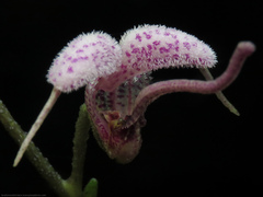 Scaphosepalum lima