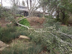 Cercocarpus traskiae