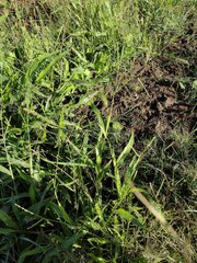 Urochloa plantaginea