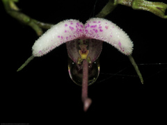 Scaphosepalum lima